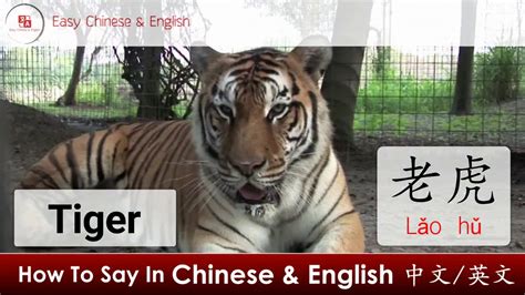 老虎意思|Translation of 老虎 – Traditional Chinese–English dictionary